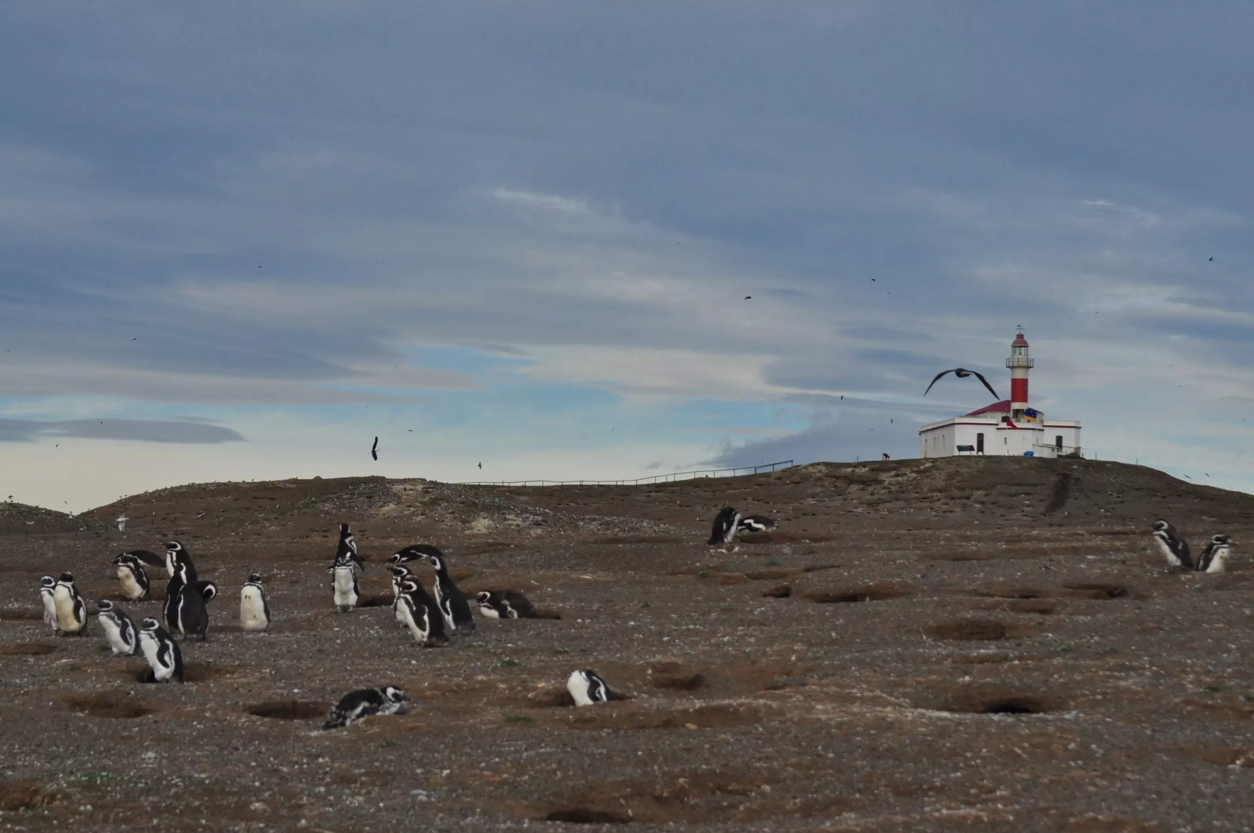 pinguins na ilha magdalena